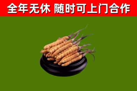 代市烟酒回收冬虫夏草.jpg
